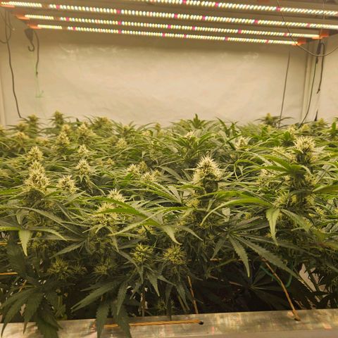 Jack herer ( the original ) growlog timeline photo
