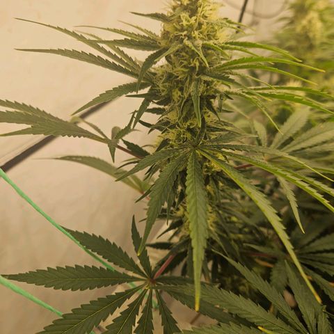 Jack herer ( the original ) growlog timeline photo