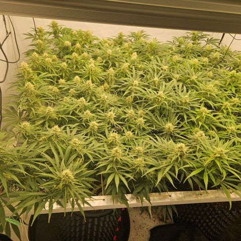 Jack herer ( the original ) growlog timeline photo