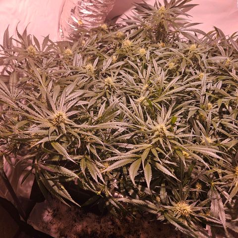Jack herer ( the original ) growlog timeline photo
