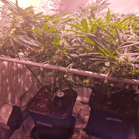 Jack herer ( the original ) growlog timeline photo
