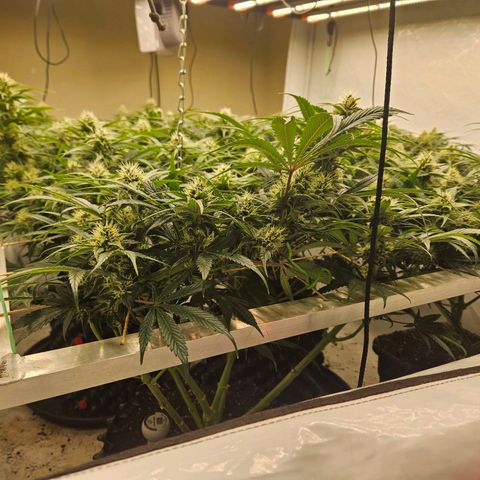 Jack herer ( the original ) growlog timeline photo