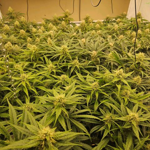 Jack herer ( the original ) growlog timeline photo