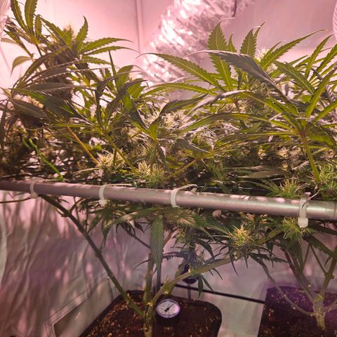 Jack herer ( the original ) growlog timeline photo