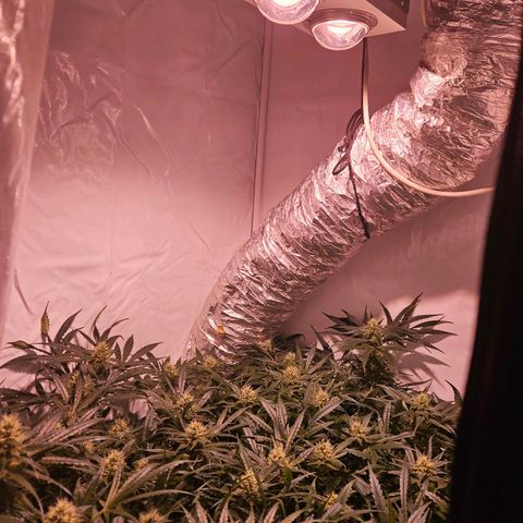 Jack herer ( the original ) growlog timeline photo