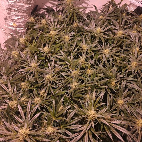 Jack herer ( the original ) growlog timeline photo
