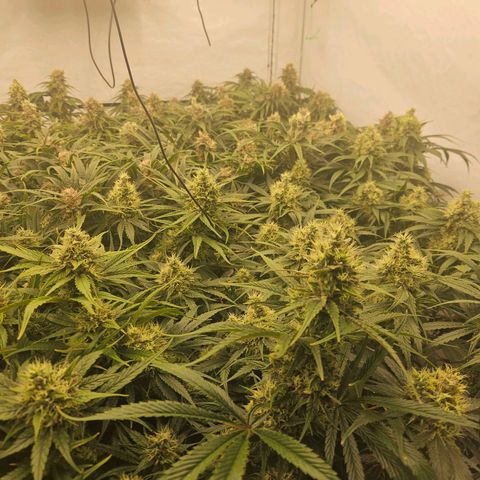 Jack herer ( the original ) growlog timeline photo