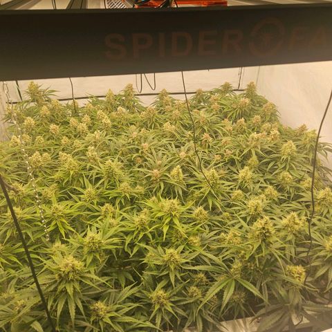 Jack herer ( the original ) growlog timeline photo
