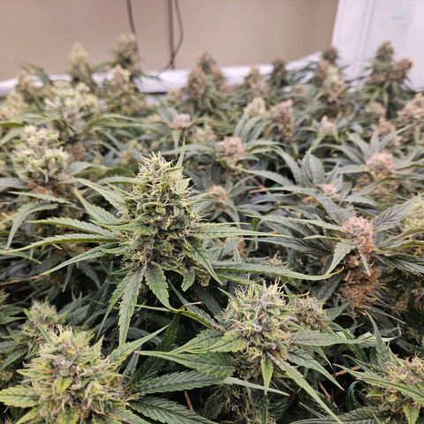Jack herer ( the original ) growlog timeline photo