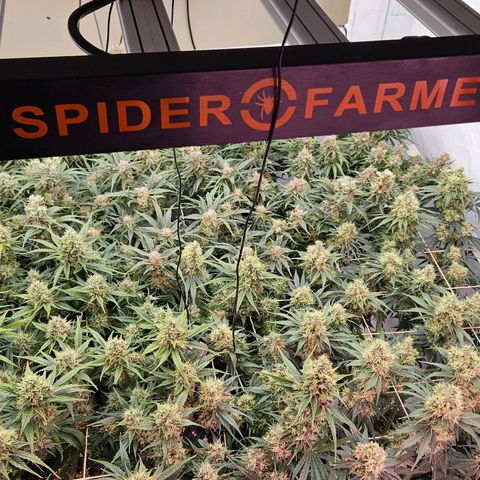 Jack herer ( the original ) growlog timeline photo