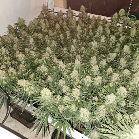 Jack herer ( the original ) growlog timeline photo