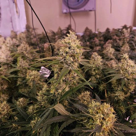 Jack herer ( the original ) growlog timeline photo