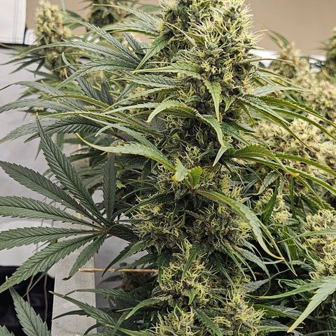 Jack herer ( the original ) growlog timeline photo