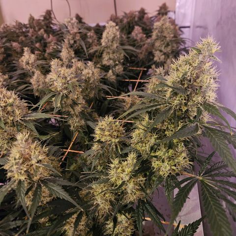Jack herer ( the original ) growlog timeline photo