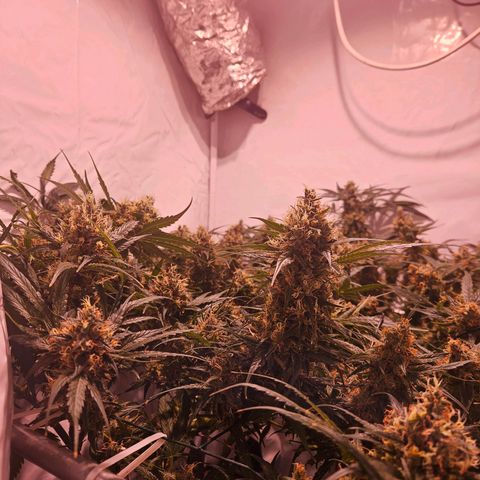 Jack herer ( the original ) growlog timeline photo