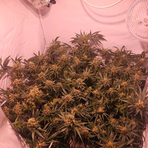 Jack herer ( the original ) growlog timeline photo