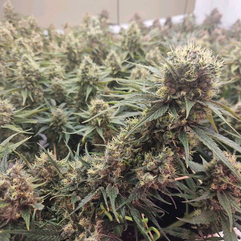 Jack herer ( the original ) growlog timeline photo
