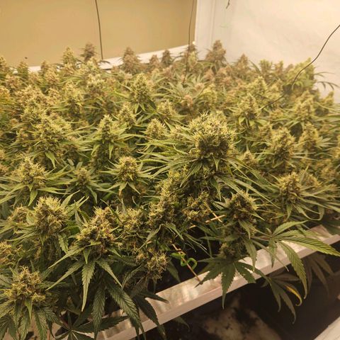 Jack herer ( the original ) growlog timeline photo