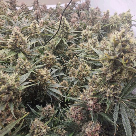 Jack herer ( the original ) growlog timeline photo