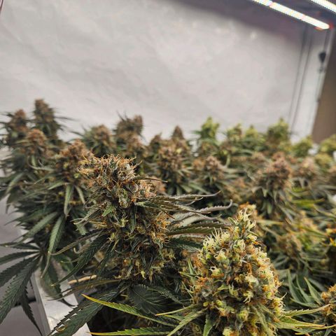 Jack herer ( the original ) growlog timeline photo