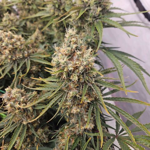 Jack herer ( the original ) growlog timeline photo