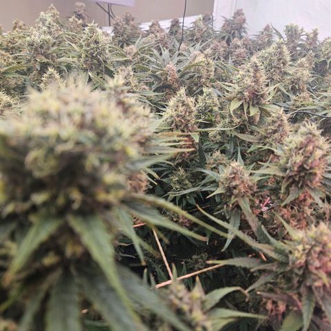 Jack herer ( the original ) growlog timeline photo