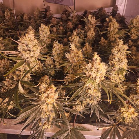 Jack herer ( the original ) growlog timeline photo