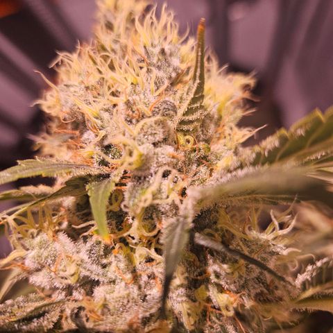 Jack herer ( the original ) growlog timeline photo