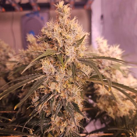 Jack herer ( the original ) growlog timeline photo