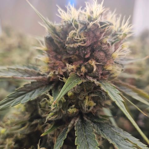 Jack herer ( the original ) growlog timeline photo