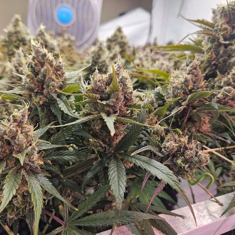 Jack herer ( the original ) growlog timeline photo