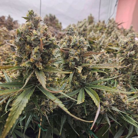 Jack herer ( the original ) growlog timeline photo