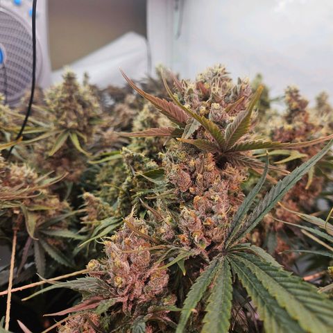Jack herer ( the original ) growlog timeline photo