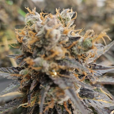Jack herer ( the original ) growlog timeline photo
