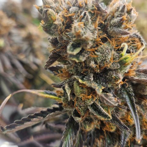 Jack herer ( the original ) growlog timeline photo