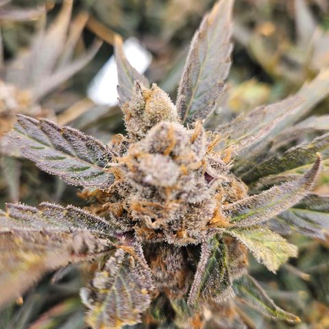 Jack herer ( the original ) growlog timeline photo