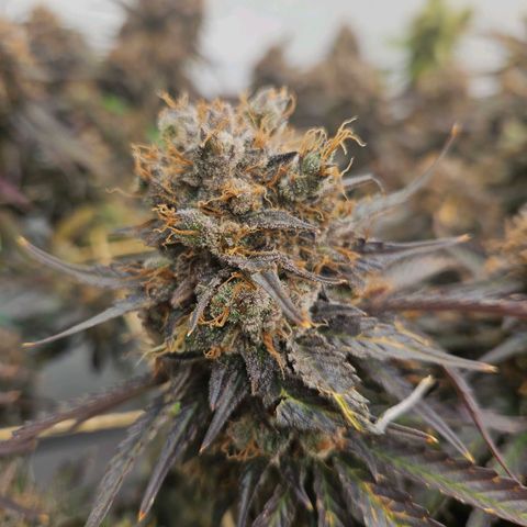 Jack herer ( the original ) growlog timeline photo