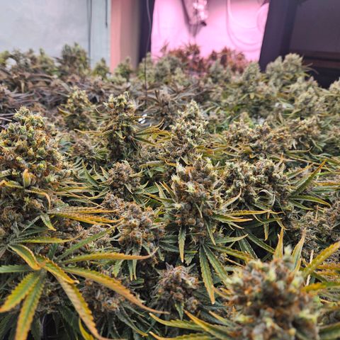 Jack herer ( the original ) growlog timeline photo