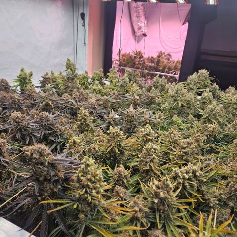 Jack herer ( the original ) growlog timeline photo