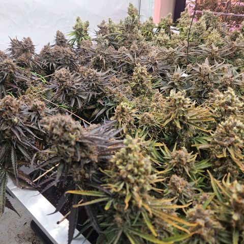 Jack herer ( the original ) growlog timeline photo