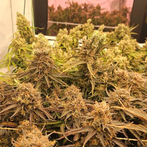 Jack herer ( the original ) growlog timeline photo