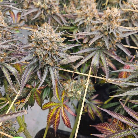 Jack herer ( the original ) growlog timeline photo