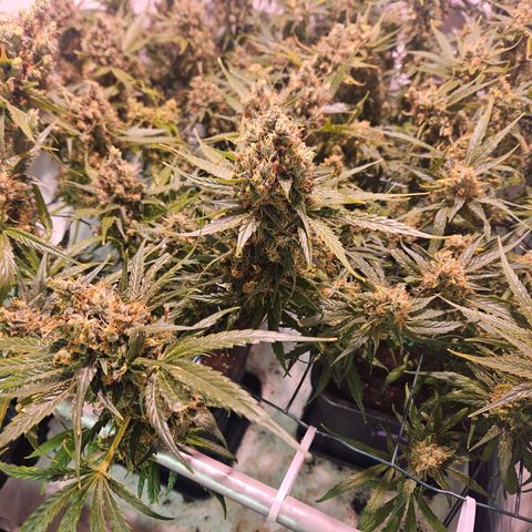 Jack herer ( the original ) growlog timeline photo