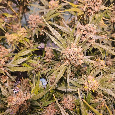 Jack herer ( the original ) growlog timeline photo