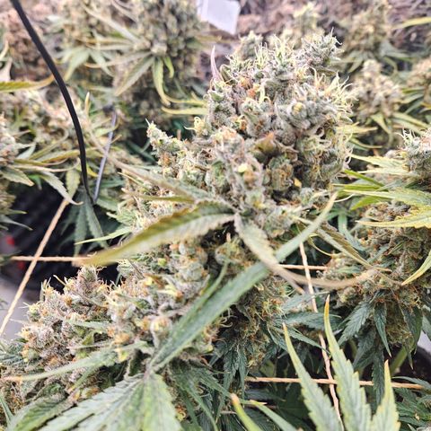 Jack herer ( the original ) growlog timeline photo
