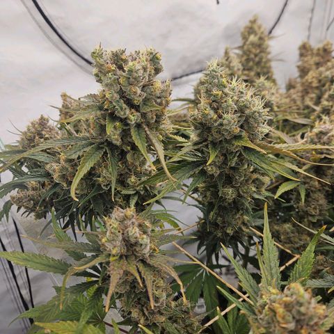 Jack herer ( the original ) growlog timeline photo