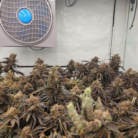 Jack herer ( the original ) growlog timeline photo