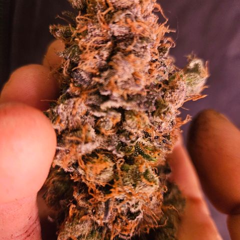 Jack herer ( the original ) growlog timeline photo