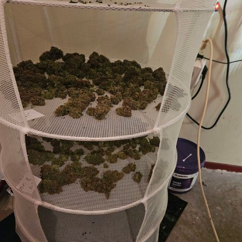 Jack herer ( the original ) growlog timeline photo