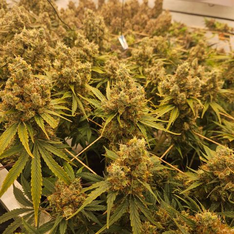 Jack herer ( the original ) growlog timeline photo